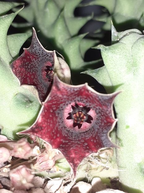  - Huernia