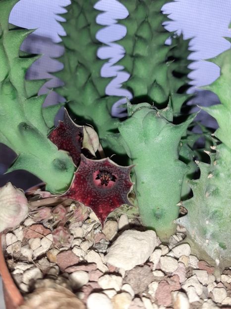  - Huernia