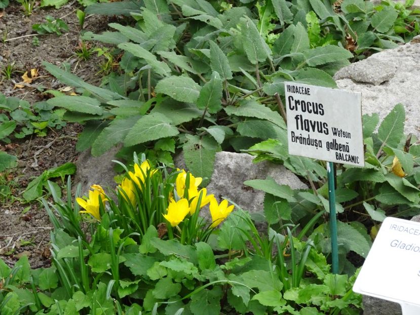  - Gradina Botanica - oct 2019