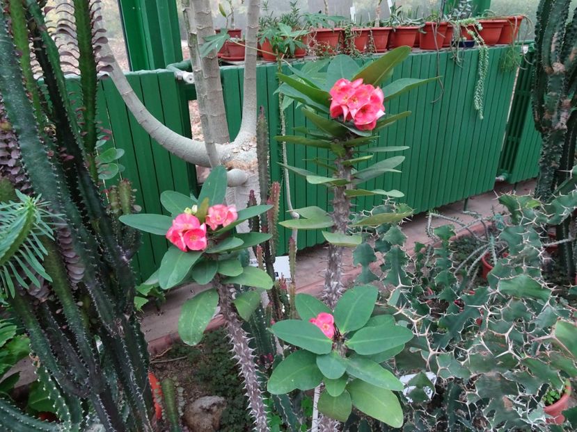  - Gradina Botanica - oct 2019