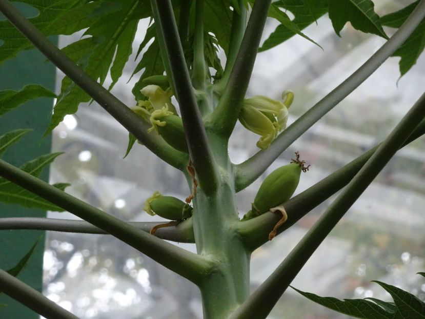  - Gradina Botanica - oct 2019