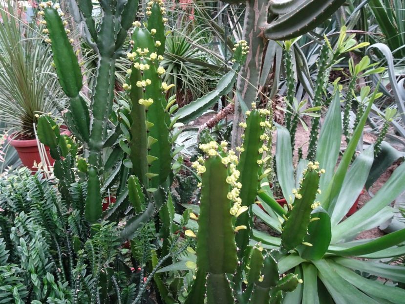  - Gradina Botanica - oct 2019