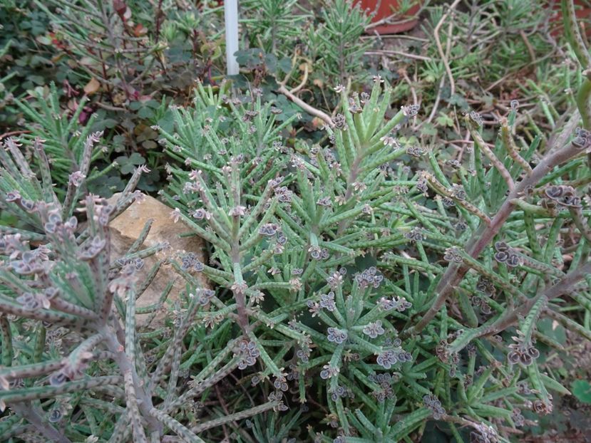  - Gradina Botanica - oct 2019