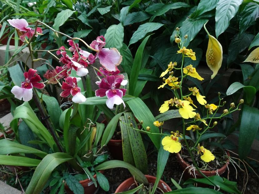  - Gradina Botanica - oct 2019