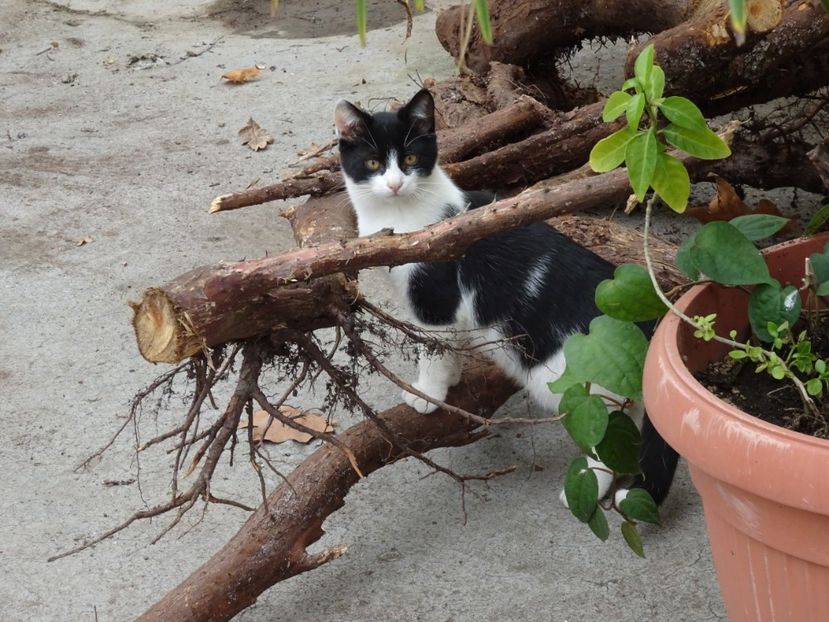  - Gradina Botanica - oct 2019