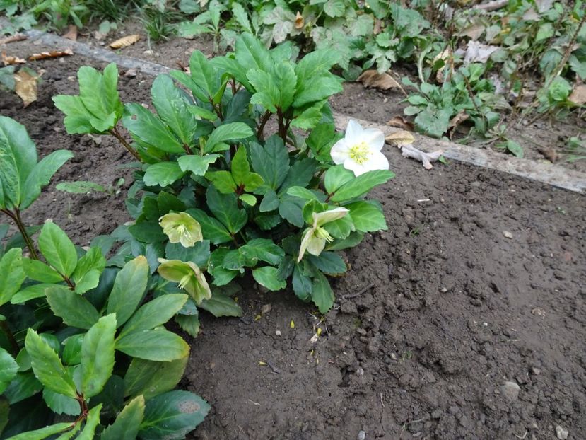  - Gradina Botanica - oct 2019