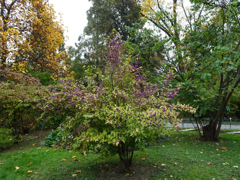  - Gradina Botanica - oct 2019