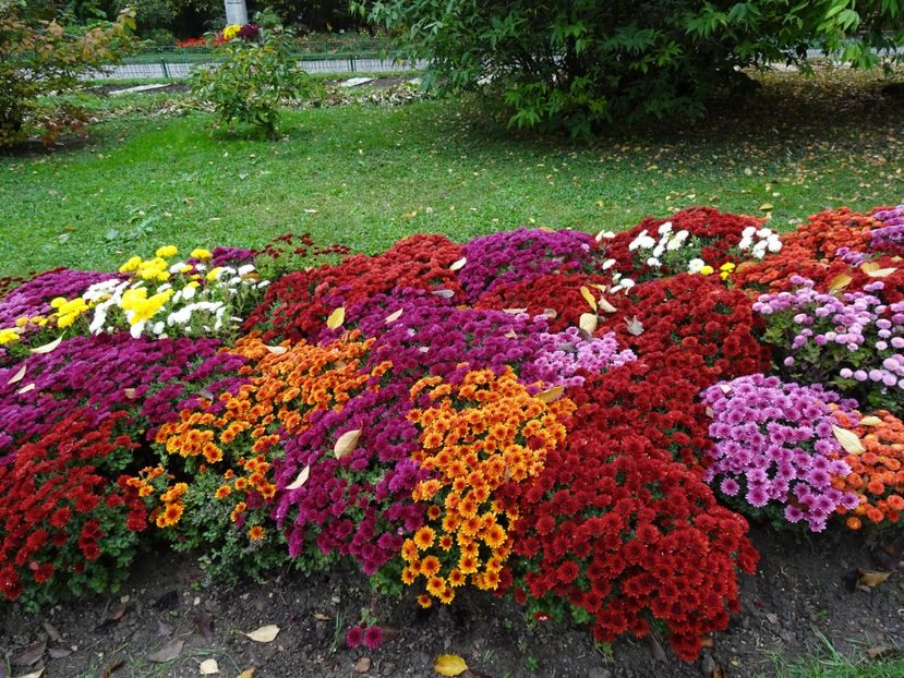  - Gradina Botanica - oct 2019