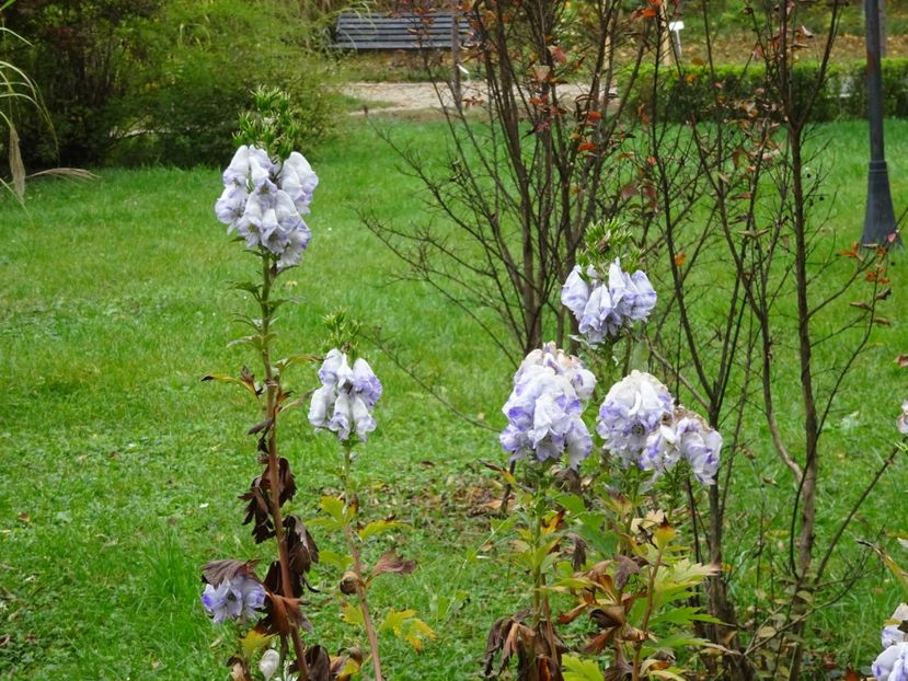  - Gradina Botanica - oct 2019