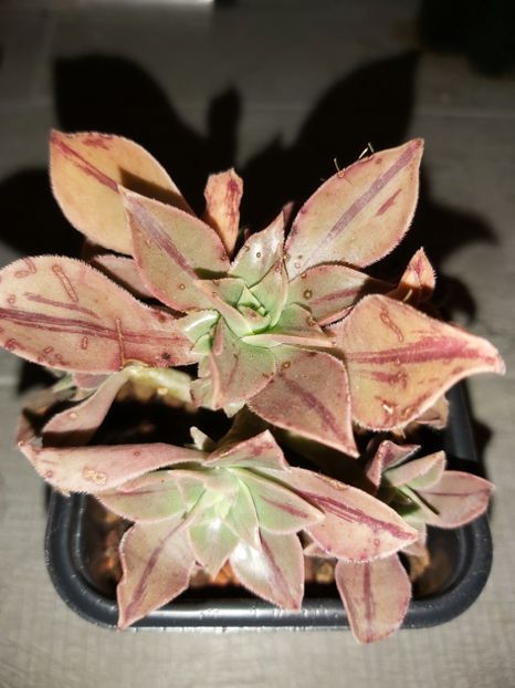  - Aeonium leucoblepharum