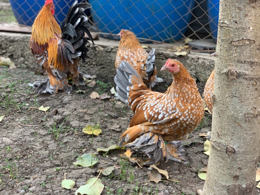 A076CFEC-C532-4F31-AF18-604081EFFA5E - c--Mii de flori Auriu Albastru Portelan