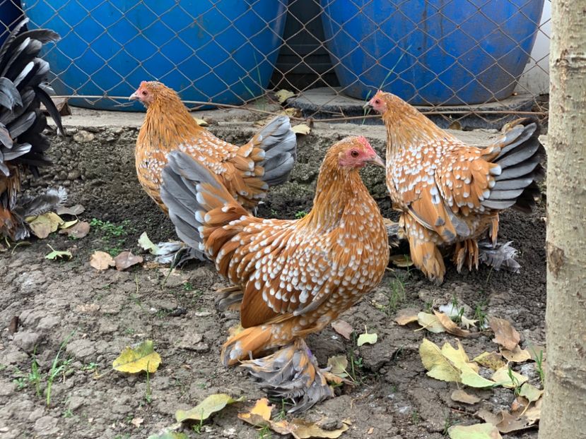 AD40A2C4-49F0-4251-AE3D-A8D5B987C4C0 - c--Mii de flori Auriu Albastru Portelan