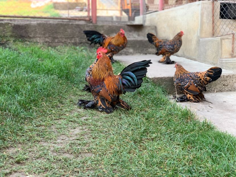 E1F112B6-E1B6-4504-B49D-C48696BE8014 - d--Mii de flori Auriu Portelan