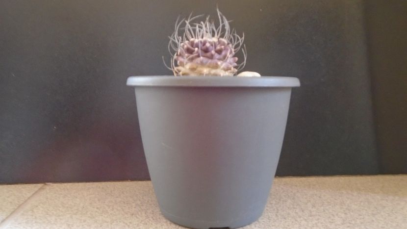 Turbinicarpus hb. gracilis x jauernigii - Cactusi 2019 bis bis