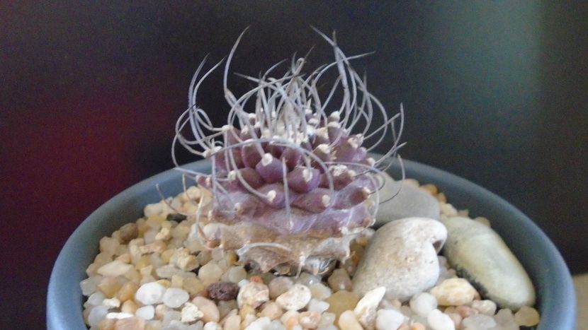 Turbinicarpus hb. gracilis x jauernigii - Cactusi 2019 bis bis