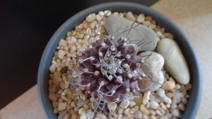 Turbinicarpus hb. gracilis x jauernigii - Cactusi 2019 bis bis