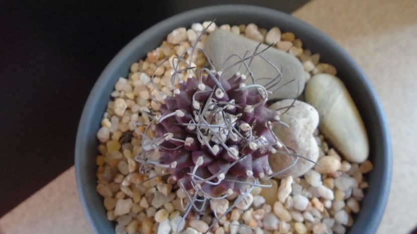 Turbinicarpus hb. gracilis x jauernigii - Cactusi 2019 bis bis