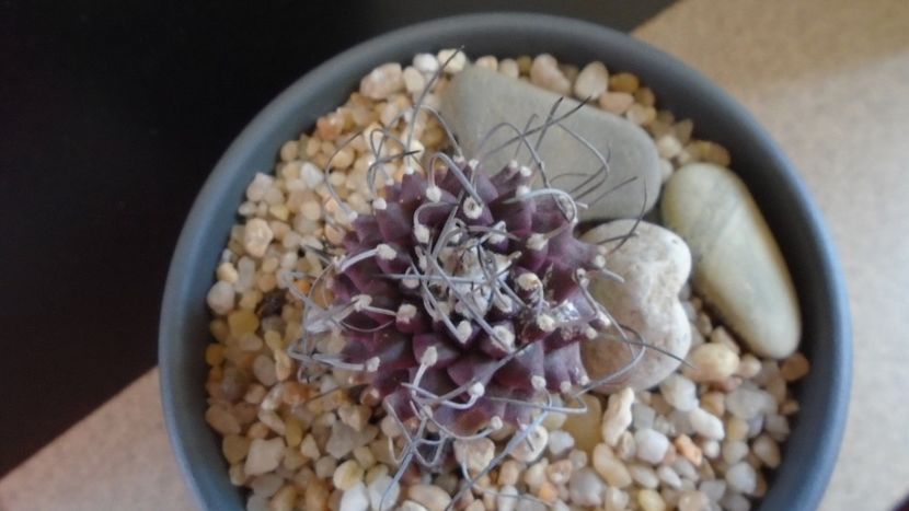 Turbinicarpus hb. gracilis x jauernigii - Cactusi 2019 bis bis