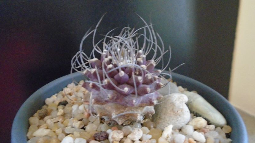 Turbinicarpus hb. gracilis x jauernigii - Cactusi 2019 bis bis
