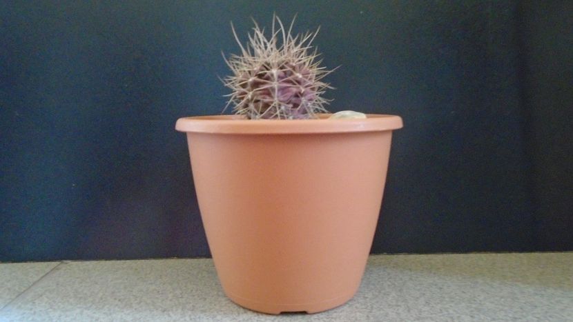 Gymnocalycium neuhuberi - Cactusi 2019 Gymnocalycium