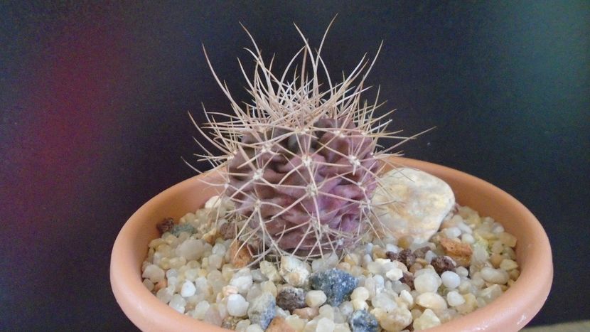 Gymnocalycium neuhuberi - Cactusi 2019 Gymnocalycium