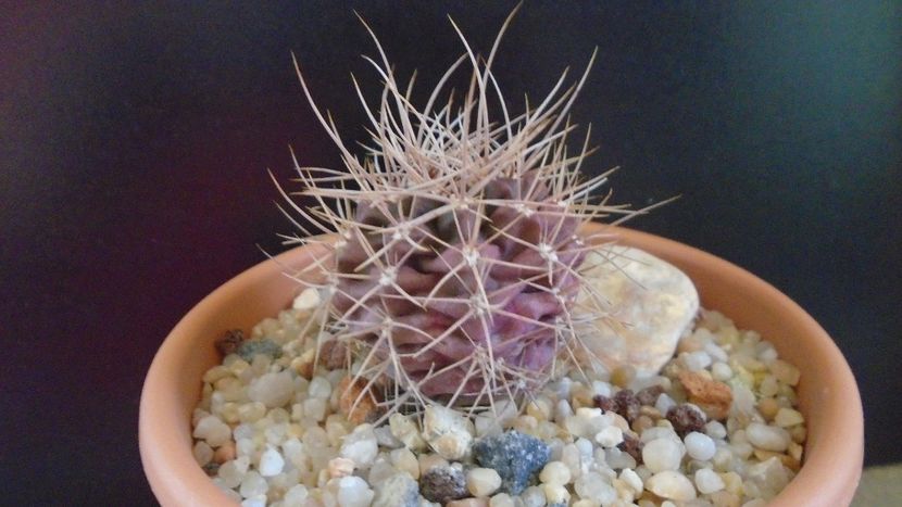 Gymnocalycium neuhuberi - Cactusi 2019 Gymnocalycium
