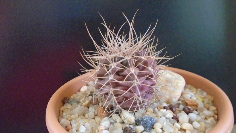 Gymnocalycium neuhuberi - Cactusi 2019 Gymnocalycium