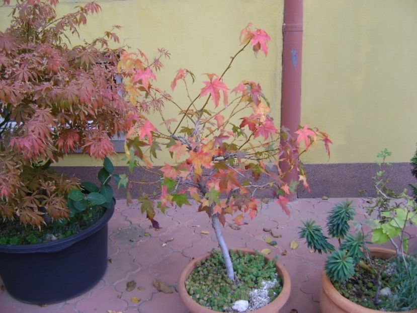 Liquidambar styraciflua - Bonsai si prebonsai 2018-2020