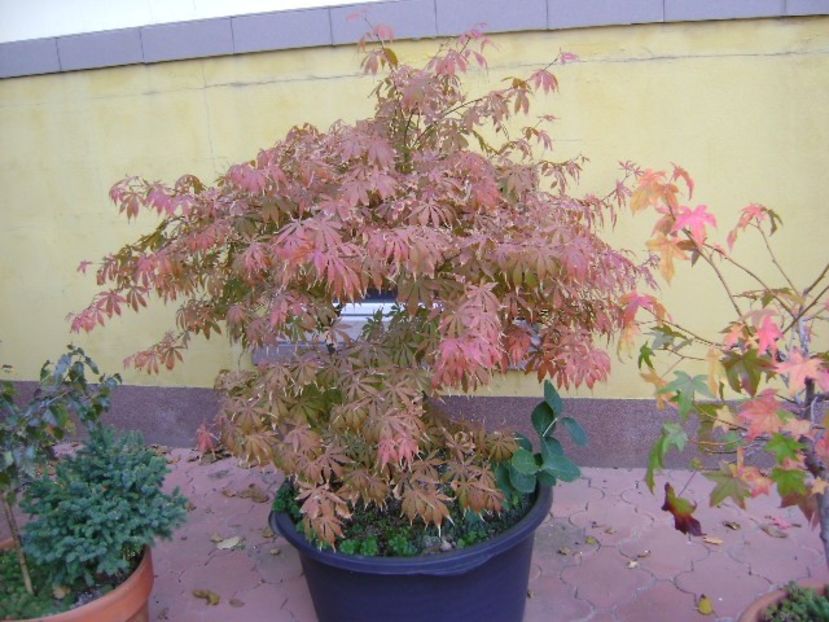Acer palmatum atropurpureum - Bonsai si prebonsai 2018-2020