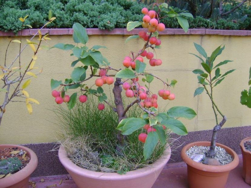 Mar decorativ - Bonsai si prebonsai 2018-2020
