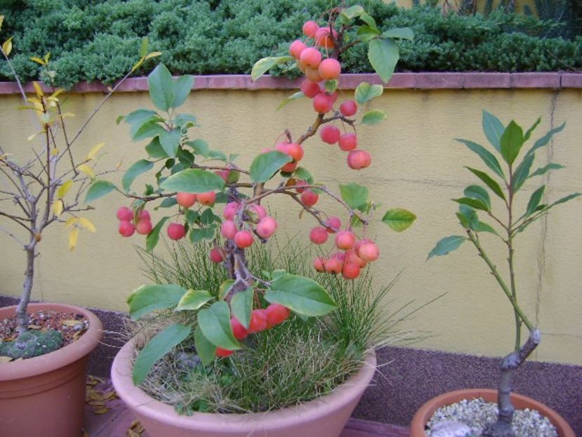 Mar decorativ - Bonsai si prebonsai 2018-2020