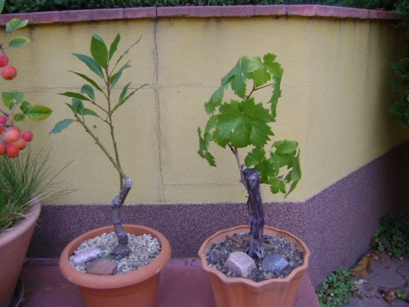 Dafin & Vita de vie - Bonsai si prebonsai 2018-2020