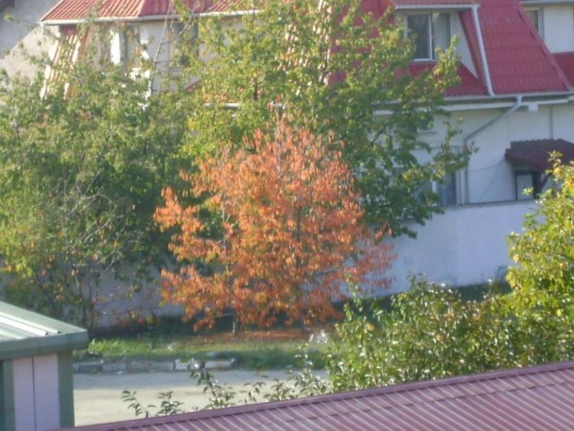 Forme si culori la sfarsit de octombrie - Toamna 2018-2019