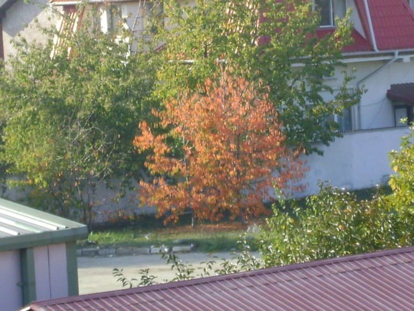 Forme si culori la sfarsit de octombrie - Toamna 2018-2019