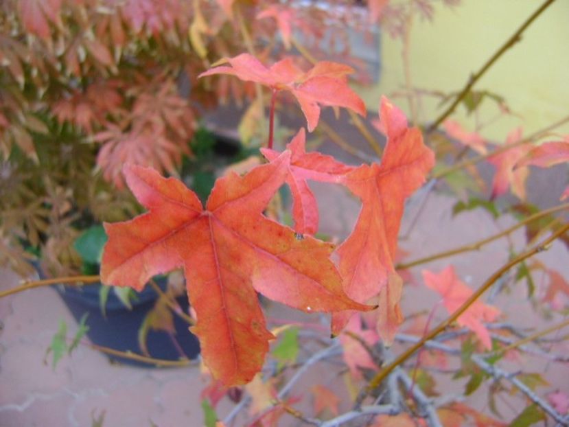 Forme si culori la sfarsit de octombrie - Toamna 2018-2019