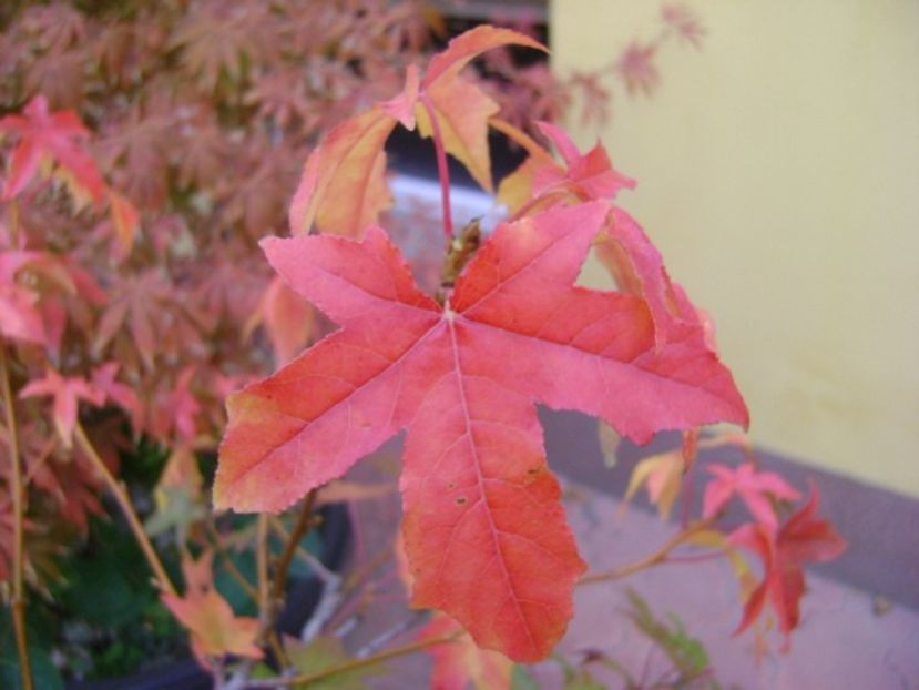 Forme si culori la sfarsit de octombrie - Toamna 2018-2019