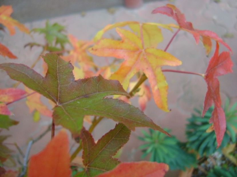 Forme si culori la sfarsit de octombrie - Toamna 2018-2019