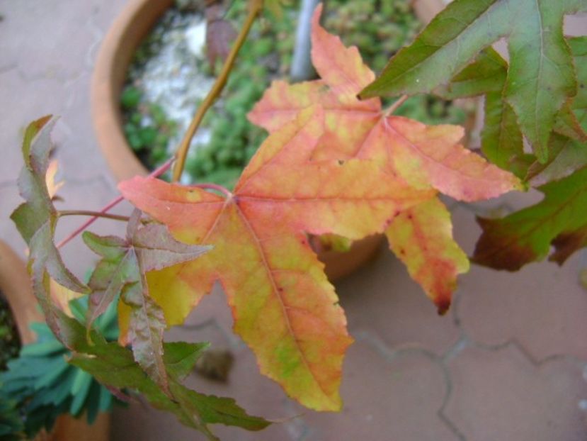 Forme si culori la sfarsit de octombrie - Toamna 2018-2019