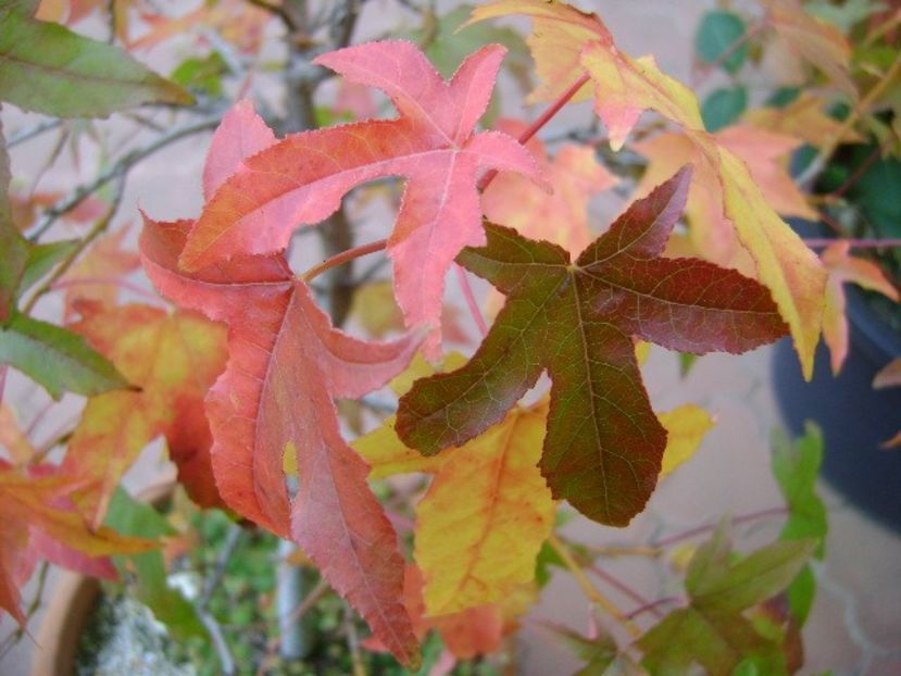 Forme si culori la sfarsit de octombrie - Toamna 2018-2019