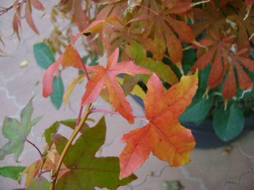 Forme si culori la sfarsit de octombrie - Toamna 2018-2019