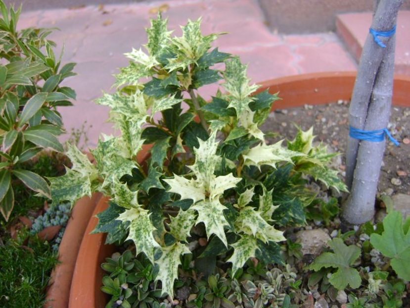 Forme si culori la sfarsit de octombrie - Toamna 2018-2019