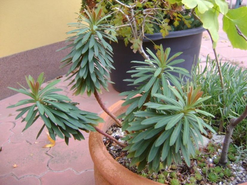 Forme si culori la sfarsit de octombrie - Toamna 2018-2019