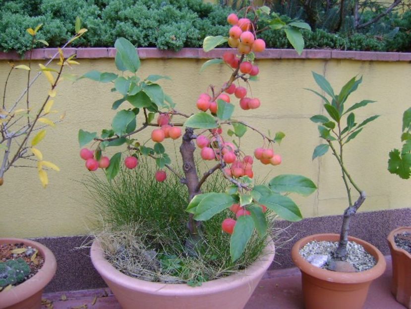 Mar decorativ - Toamna 2018-2019