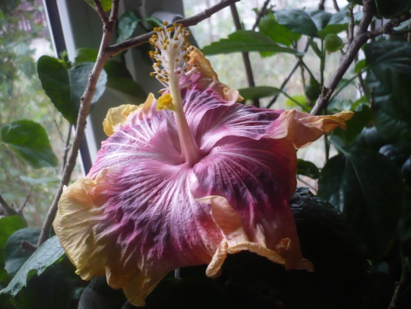 P1430215 - HIBISCUSI 2019-3