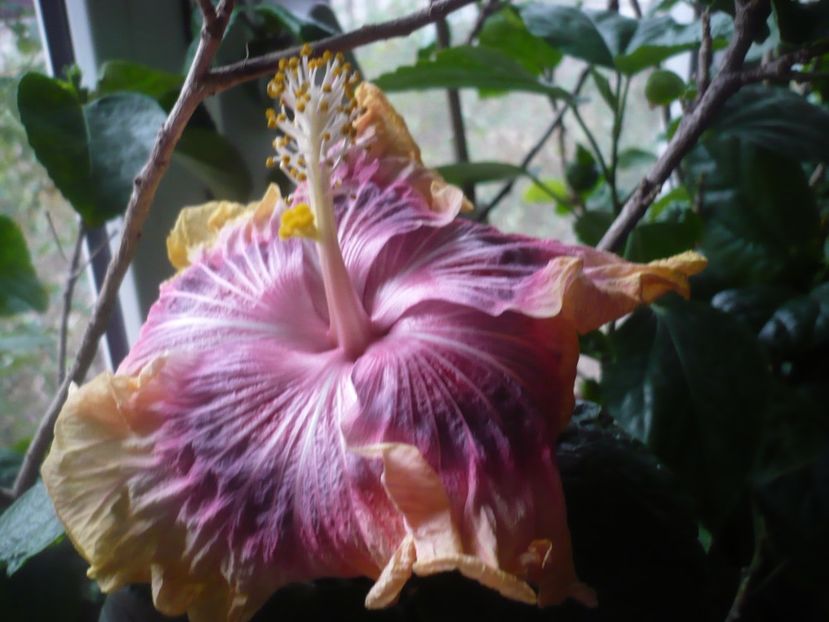 P1430216 - HIBISCUSI 2019-3