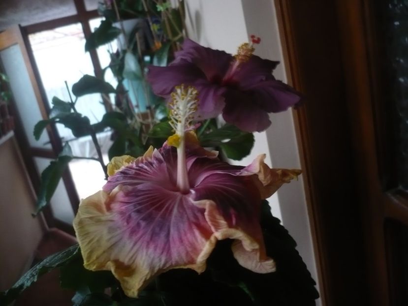 P1430209 - HIBISCUSI 2019-3