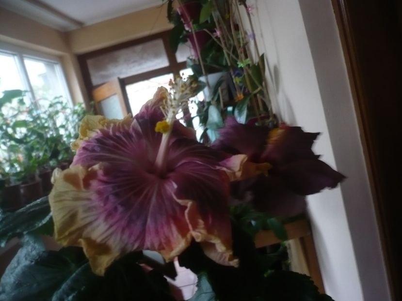 P1430210 - HIBISCUSI 2019-3