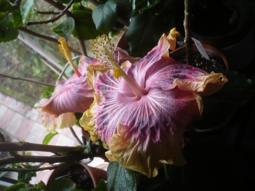 P1430211 - HIBISCUSI 2019-3