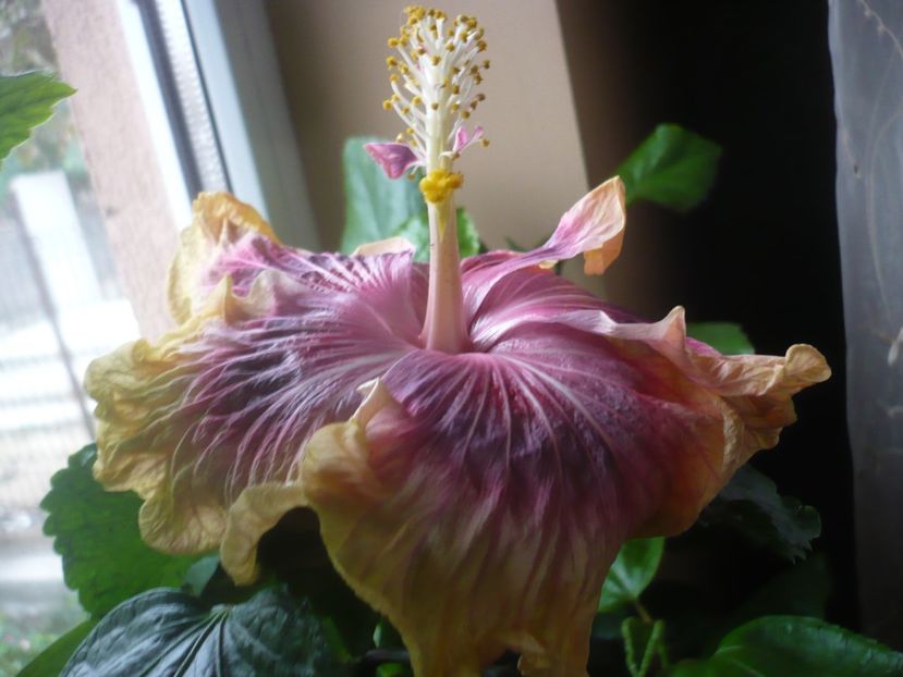P1430219 - HIBISCUSI 2019-3