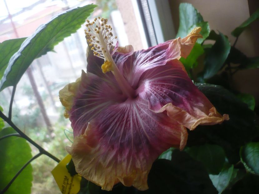 P1430220 - HIBISCUSI 2019-3